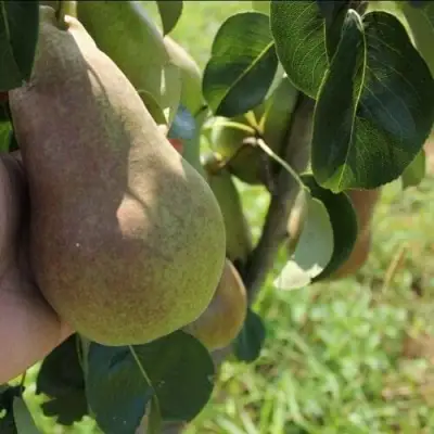 Груша БРЯНСКАЯ КРАСАВИЦА в Светлогорске