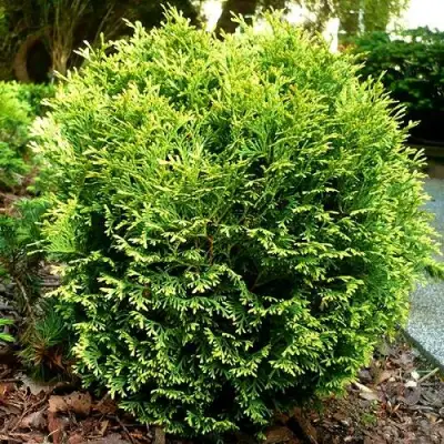 Туя ВОТЕРФИЛД западная в Светлогорске