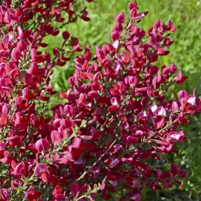 Ракитник БОСКОП РУБИ  в Светлогорске