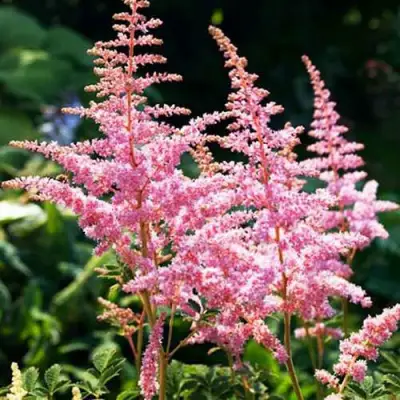 Астильба ЭДЕНС ОДИССЕЙ Арендса в Светлогорске