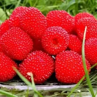 Малина ТИБЕТСКАЯ (РОЗОЛИСТНАЯ) в Светлогорске