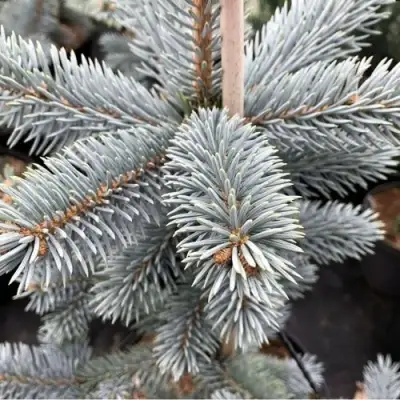 Ель РОЯЛ БЛЮ колючая  в Светлогорске