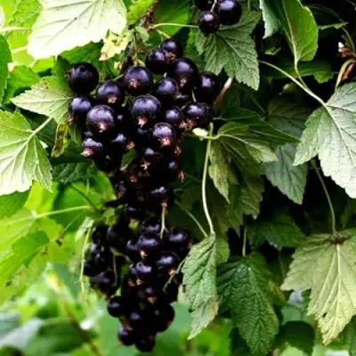 Смородина чёрная БЕЛОРУССКАЯ СЛАДКАЯ в Светлогорске