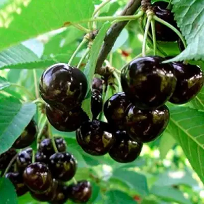 Черешня МУСКАТНАЯ в Светлогорске