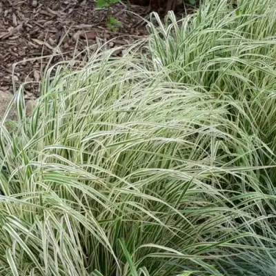 Вейник ОВЕРДАМ остроцветковый в Светлогорске