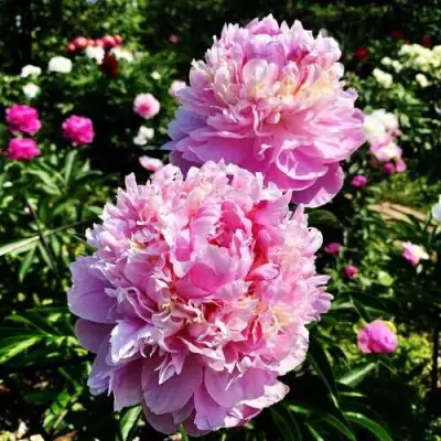 Пион ЛАВОН травянистый в Светлогорске