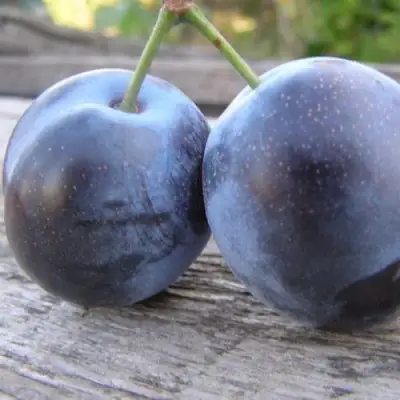 Слива БЛЮФРИ в Светлогорске