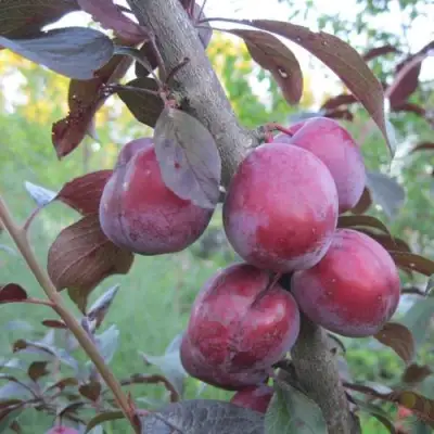 Слива ЛАМА в Светлогорске