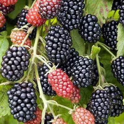 Ежевика НАВАХО бесшипная  в Светлогорске