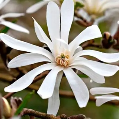 Магнолия СТЕЛЛАТА в Светлогорске