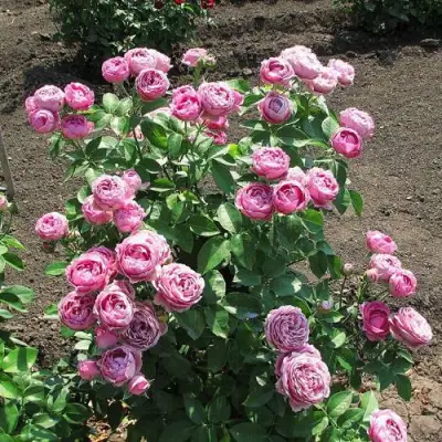 Роза МИСТИ БАБЛС спрей в Светлогорске