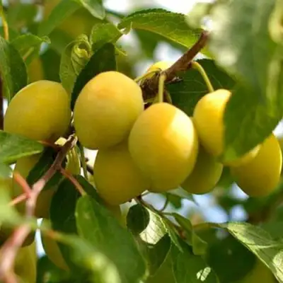 Слива ОЧАКОВСКАЯ ЖЕЛТАЯ в Светлогорске