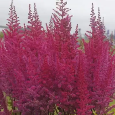 Астильба МАЙТИ ЧОКОЛАТ ЧЕРРИ китайская в Светлогорске