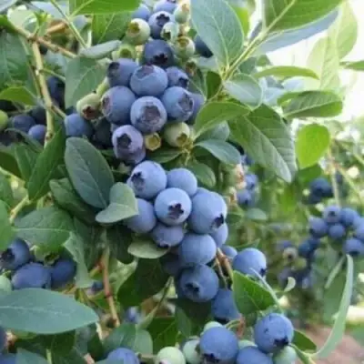 Голубика ЭЛЛИОТ в Светлогорске