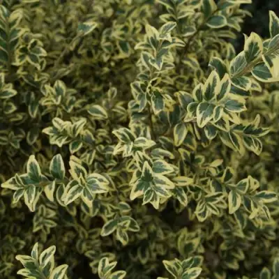 Самшит АУРЕАВАРИЕГАТА в Светлогорске