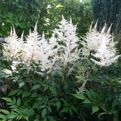 Астильба БРАУТШЛЕЙЕР Арендса в Светлогорске