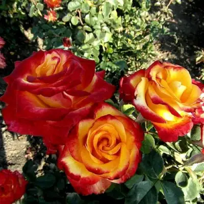 Роза ХАЙ МЭДЖИК чайно-гибридная в Светлогорске