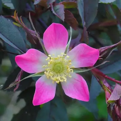 Роза сизая в Светлогорске