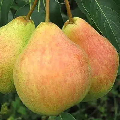 Груша ЛЮБИМИЦА ЯКОВЛЕВА в Светлогорске