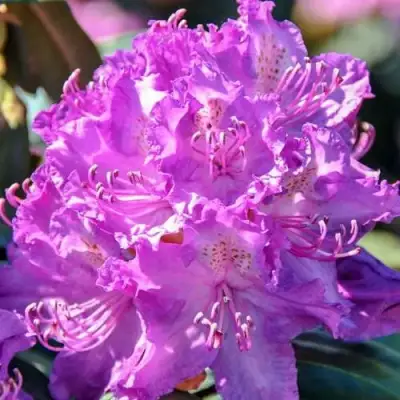 Рододендрон АЛЬФРЕД в Светлогорске