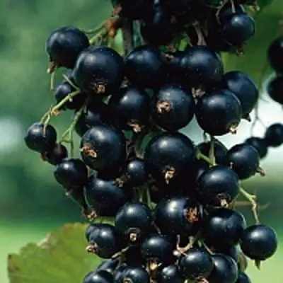 Смородина чёрная ВЕЛОЙ (ЛЕНИНГРАДСКАЯ СЛАДКАЯ) в Светлогорске