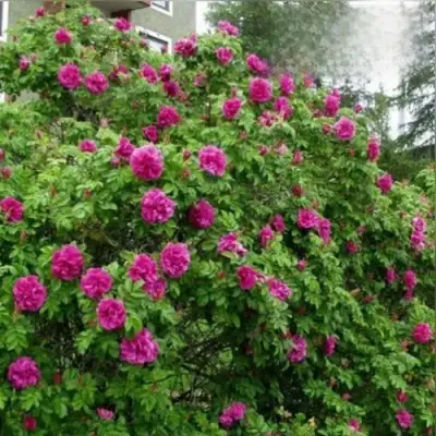 Шиповник ХАНСА в Светлогорске