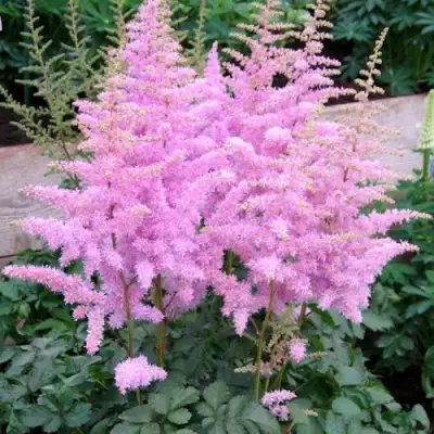 Астильба ГИАЦИНТ Арендса в Светлогорске