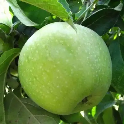 Яблоня РЕНЕТ СИМИРЕНКО в Светлогорске