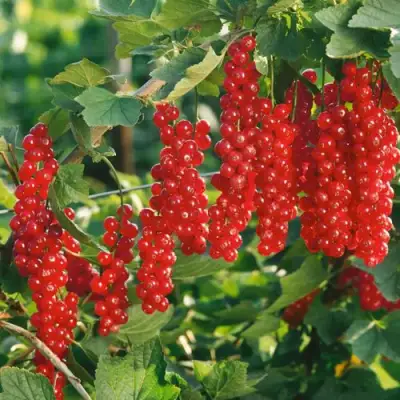 Смородина красная РУДНЕУС в Светлогорске