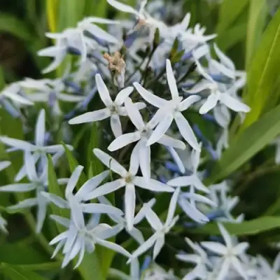 Амсония иволистная в Светлогорске