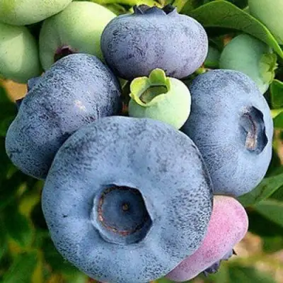 Голубика ПАТРИОТ в Светлогорске