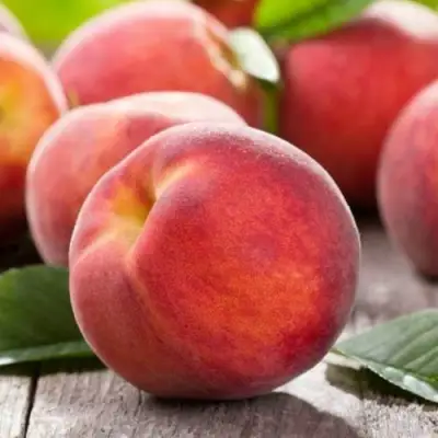 Персик МАЙСКИЙ ЦВЕТОК в Светлогорске