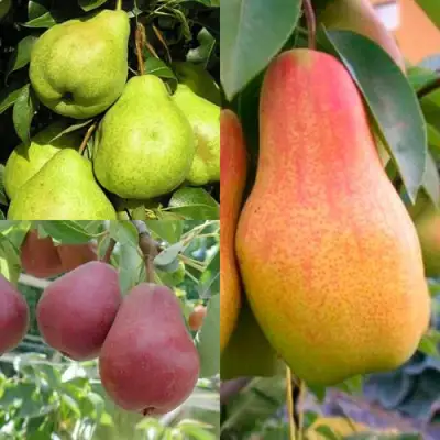 Комплект ГРУШЕВОЕ АССОРТИ в Светлогорске