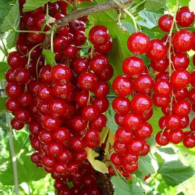 Смородина красная ЙОНКЕР ВАН ТЕТЦ в Светлогорске