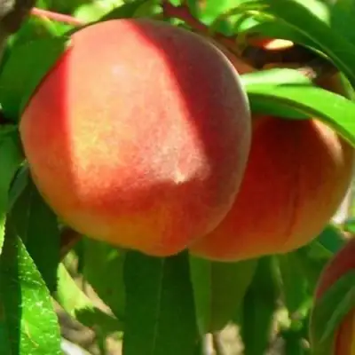 Персик РЕД ХЕВЕН в Светлогорске