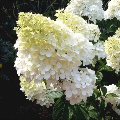 Гортензия ДИАМАНТИНО метельчатая в Светлогорске