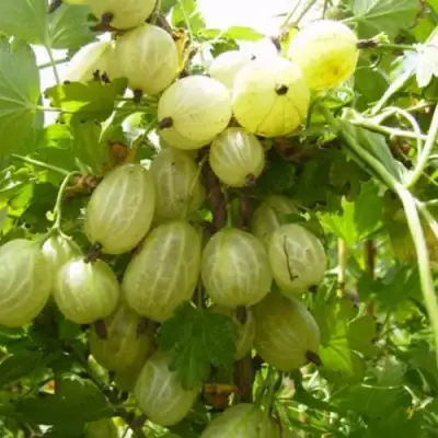 Крыжовник ИНВИКТА в Светлогорске