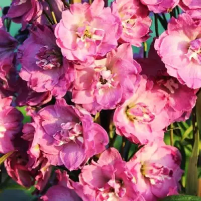 Дельфиниум ДЕЛЬФИС ПИНК ПАУЭ высокий в Светлогорске