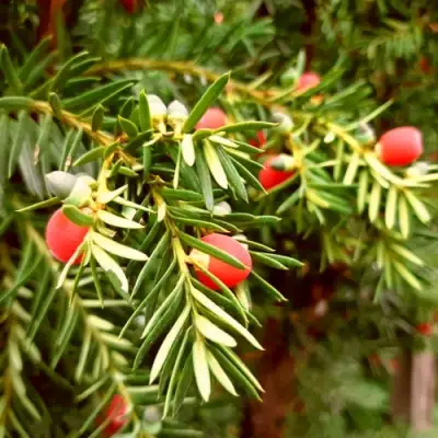 Тис ДАВИД ягодный в Светлогорске