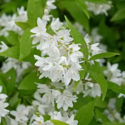 Дейция шершавая в Светлогорске