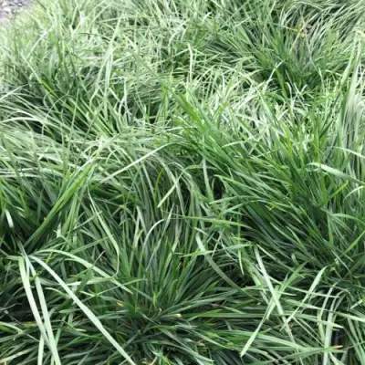 Щучка ГОЛДТАУ дернистая в Светлогорске