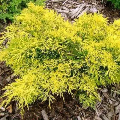 Можжевельник КИНГ ОФ СПРИНГ средний в Светлогорске