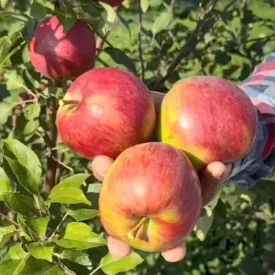 Яблоня ПОСПЕХ в Светлогорске