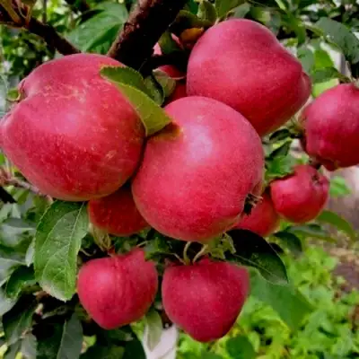 Яблоня РОЖДЕСТВЕНСКОЕ в Светлогорске