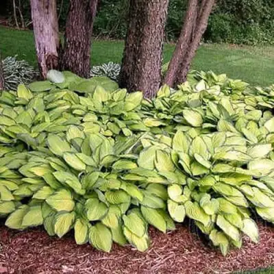 Хоста ГОЛД СТАНДАРТ Форчуна в Светлогорске