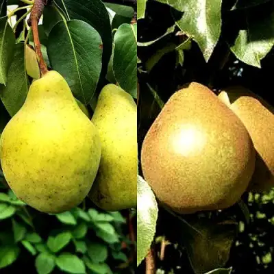 Комплект ДУЭТ в Светлогорске