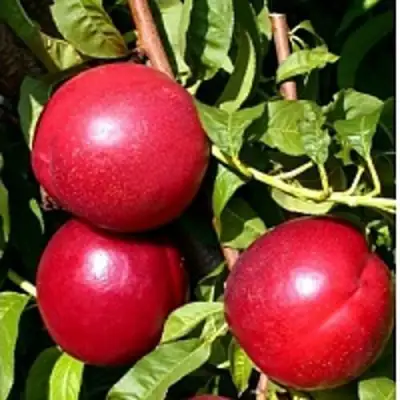 Нектарин ХАРКО в Светлогорске