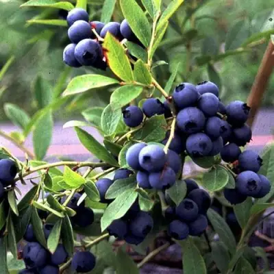 Голубика ДЖЕРСИ в Светлогорске