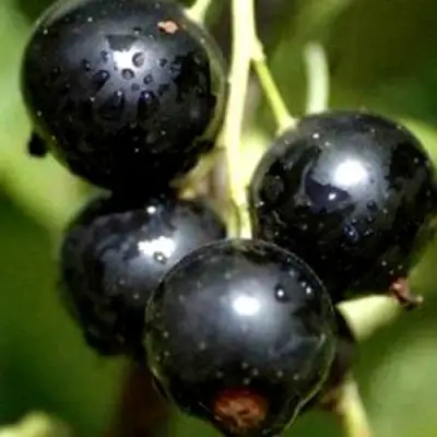 Смородина чёрная ВИНОГРАДНАЯ в Светлогорске