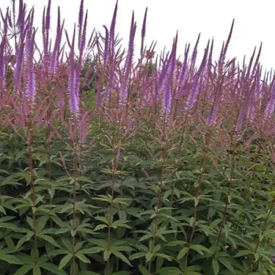 Вероникаструм ФАСЦИНЕЙШН в Светлогорске